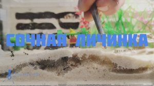 сочная личинка для муравьев