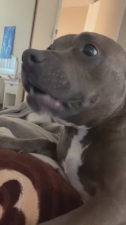 Лучшие провалы котов и псов! Ты не удержишь смех! 😹🐶