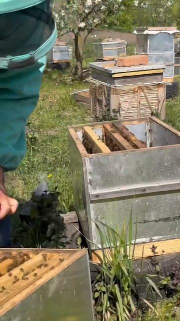 Расширение пчел вощиной смотреть онлайн