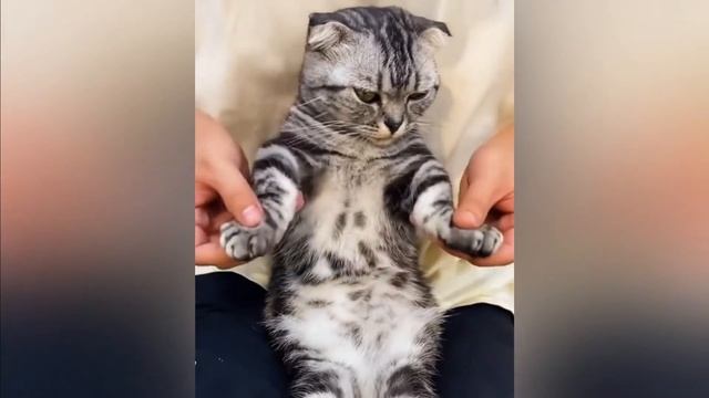 Кот пляшет брейкданс лучше, чем ты! смотреть онлайн