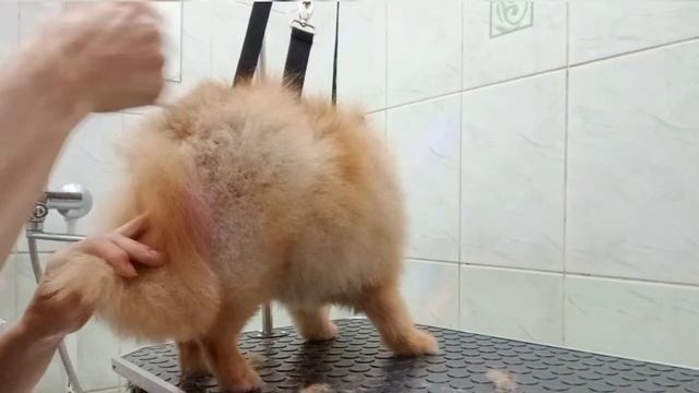 Шпицья жопка🍑Кусочек с видео-курса "Стрижка Шпица"