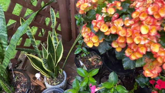 Дождь в Огайо. Обзор растений во дворе. смотреть онлайн