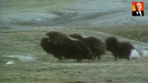 Овцебык - величественный гигант Севера. Борьба с хищниками и стихиями за выживан