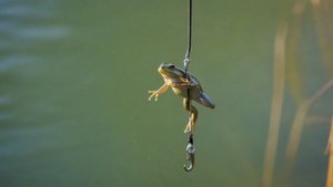 Наживка для ловли сома - Советы для рыбака