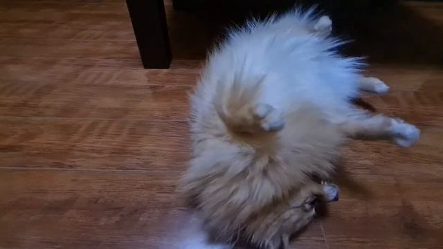 Ведь правда все шпицы любят ручки?