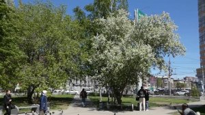 Цвети, моя Земля...
(15.05.2025 г)