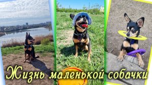 Жизнь маленькой собачки или пополнение в семействе 🐣