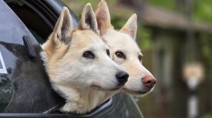 Жизнь без лаек