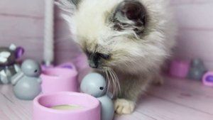 Сладкая булочка рэгдолл Angel 🩷 https://vk.com/okcats_40
Inst: @okcats_40