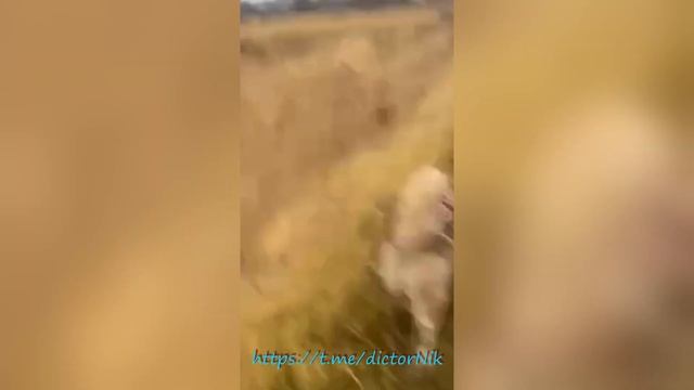 Обзор на кроссовки для трейлраннинга Salomon Supercross 4 Gtx смотреть онлайн