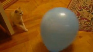 кот бахнул шарик! мега прикол! :)