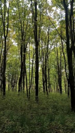 Весенний лес