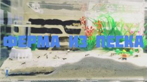 Муравьиная ферма из песка своими руками