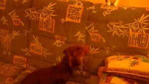 Один дурней другого )).AVI