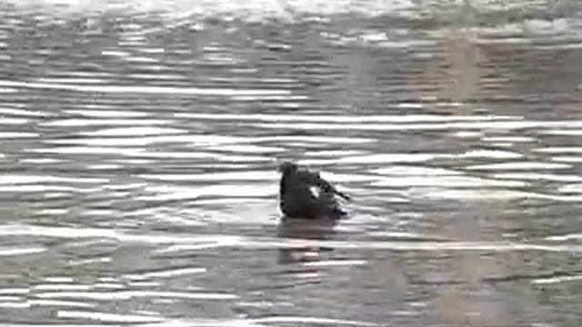 ОПЯТЬ ПЛЫВЕМ.flv смотреть онлайн