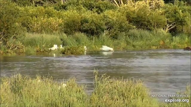 Медведи Катмай. Аляска - Katmai bears. Alaska смотреть онлайн