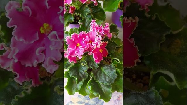 Волшебная Фиалка сорта НД-Ливадия и ее Спорты!