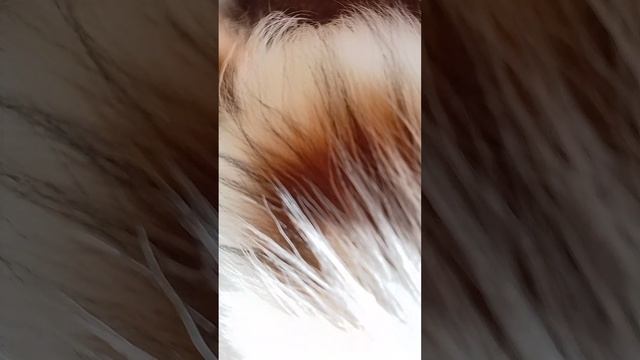 щенки Папийоны