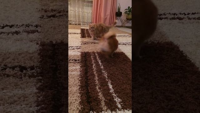 Лисси рулит Померанский шпиц