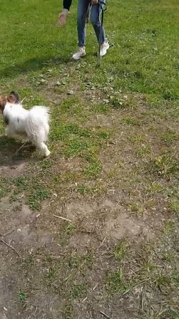 17-05-2025Платоша и лола играют в доганки