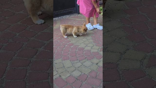 мальчишка корги, куцехвостый смотреть онлайн