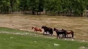 Жеребенка чуть не унесло течением из-за разлива реки в Алтае: видео