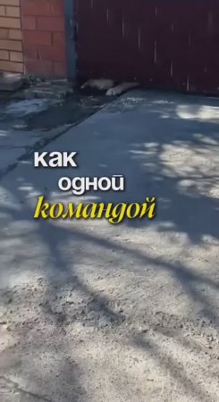 📢Что делать, чтобы ваша собака слышала команду с первого раза?