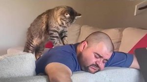 ПРИКОЛЫ С ЖИВОТНЫМИ ДО СЛЕЗ #48 Смешные КОТЫ И СОБАКИ  Приколы