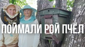 Ловим Диких Пчёл ловушкой в глухом лесу
