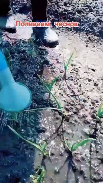 Чеснок никогда не пожелтеет, если полить его в мае эти? смотреть онлайн