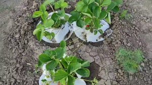 16 мая 2025
Клубника зреет. Сельские будни.