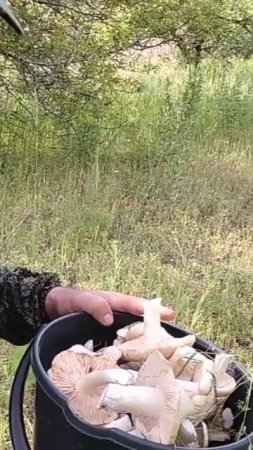 Красавчики грибы