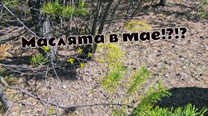 Сходил в очередной поход за грибами и выяснил есть ли Маслята в мае? Посмотри и узнай. Грибы весной.