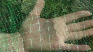 Сетка от птиц КЛУБНИКА