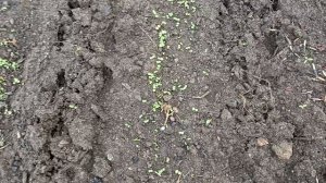 17 мая суббота.Утро +6 Помидоры подвязала.Баклажаны высадила.