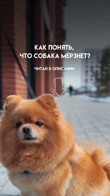 Основные признаки: поджимает хвост, поднимает то одну то другую лапу, поскуливает, горбит спину. смотреть онлайн