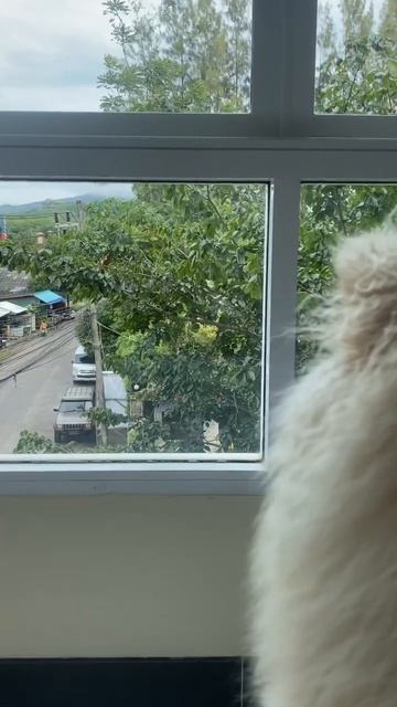 А она все сидит и ждет когда выглянет солнце! А у нас сезон дождей полным ходом😊 #thailand #phuket смотреть онлайн