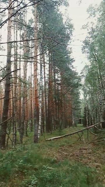 берёзовая роща смотреть онлайн