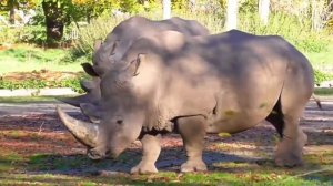 ЖИВОТНЫЕ АФРИКИ