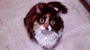 Когда любимые кошки и попугай Лилу сыты. 😻🐦🐱#кошка Панни #попугай Лилу #кошка Панки #кошка ест