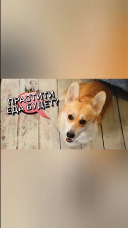 Много корги не бывает🤩