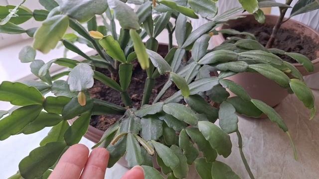 Когда вязаный свитер носят. Подарок для дома. Как раст? смотреть онлайн