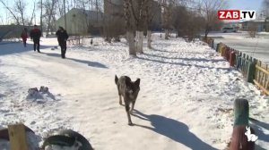 АКТУАЛЬНО: Машукова довели собаки  01.12.2023