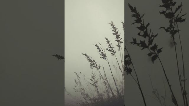 Полынью усыпала дорогу свою (1).