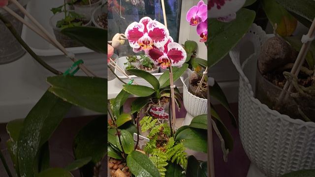Вот как правильно нужно ухаживать за орхидеями!!!! Обнаружила два новых цветоноса 😋😍!