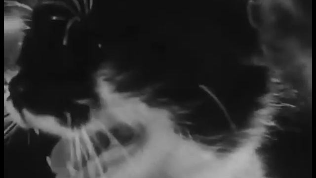 ЧЕРНЫЙ КОТ.ГОВОРЯТ..НЕ ПОВЕЗЕТ. ХИТ 60-ЫХ .КЛИП. смотреть онлайн