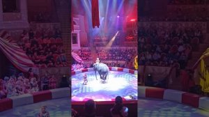 Санкт-Петербургский цирк