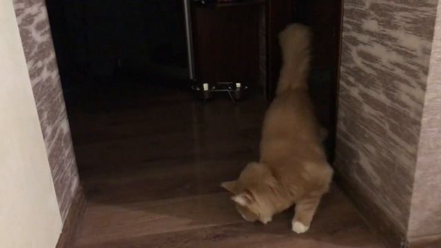 Когда твои родственники еноты смотреть онлайн