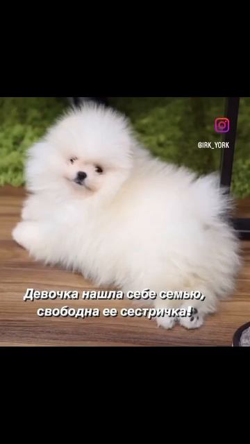 Померанцы щенки в питомнике «Северная Орхидея» Москв?