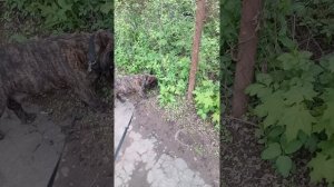 Бежим гулять)